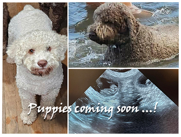 puppies-coming